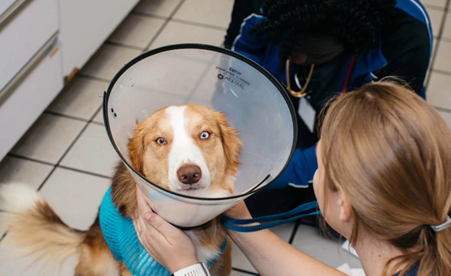 Orange and white dog in a cone being cared for by two staff members